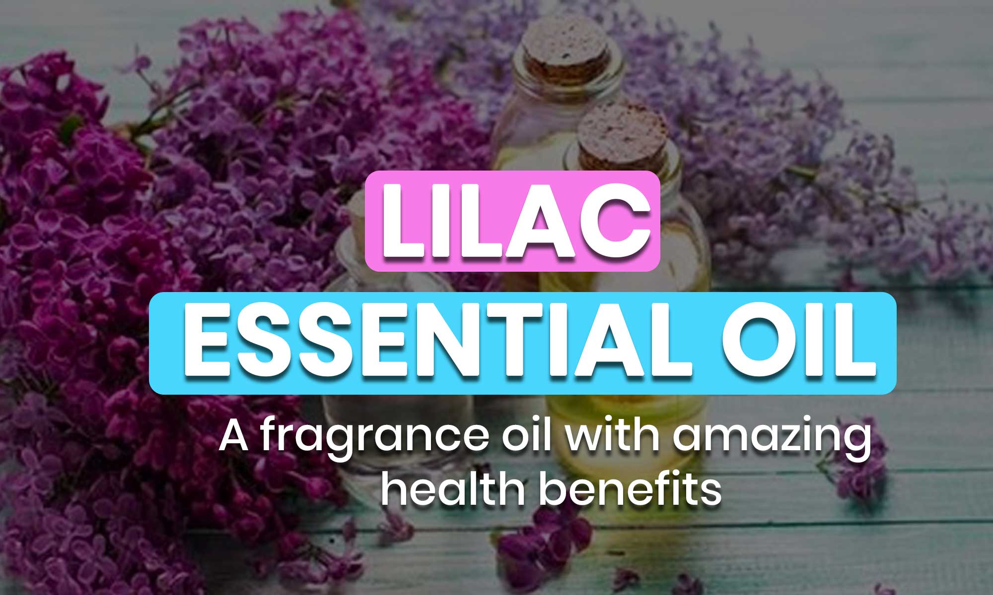 Lilac Essential Oil; A fragrance oil with amazing health benefits