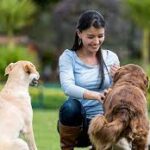dog training in Bangkok