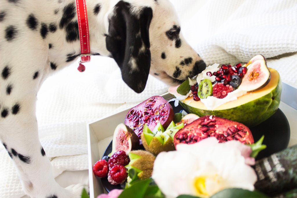 5 Essential Nutrients Your Dog Needs in Their Diet